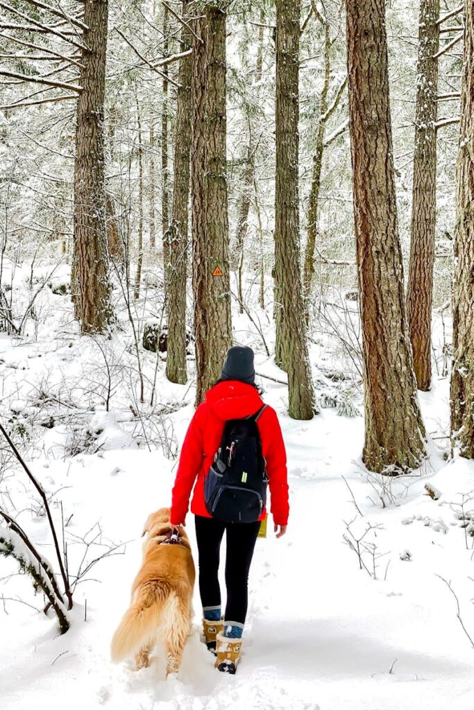 A woman and her dog trek through a serene snowy forest in winter.